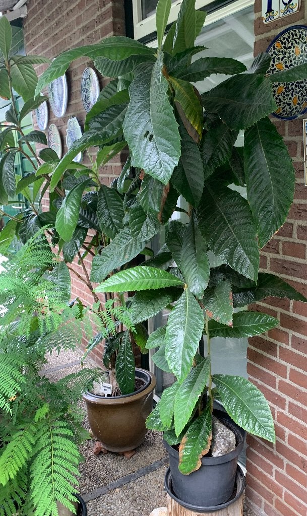 Exclusieve Plant, Tuin en Terras, Bloeit niet, Halfschaduw, Overige soorten, Minder dan 100 cm