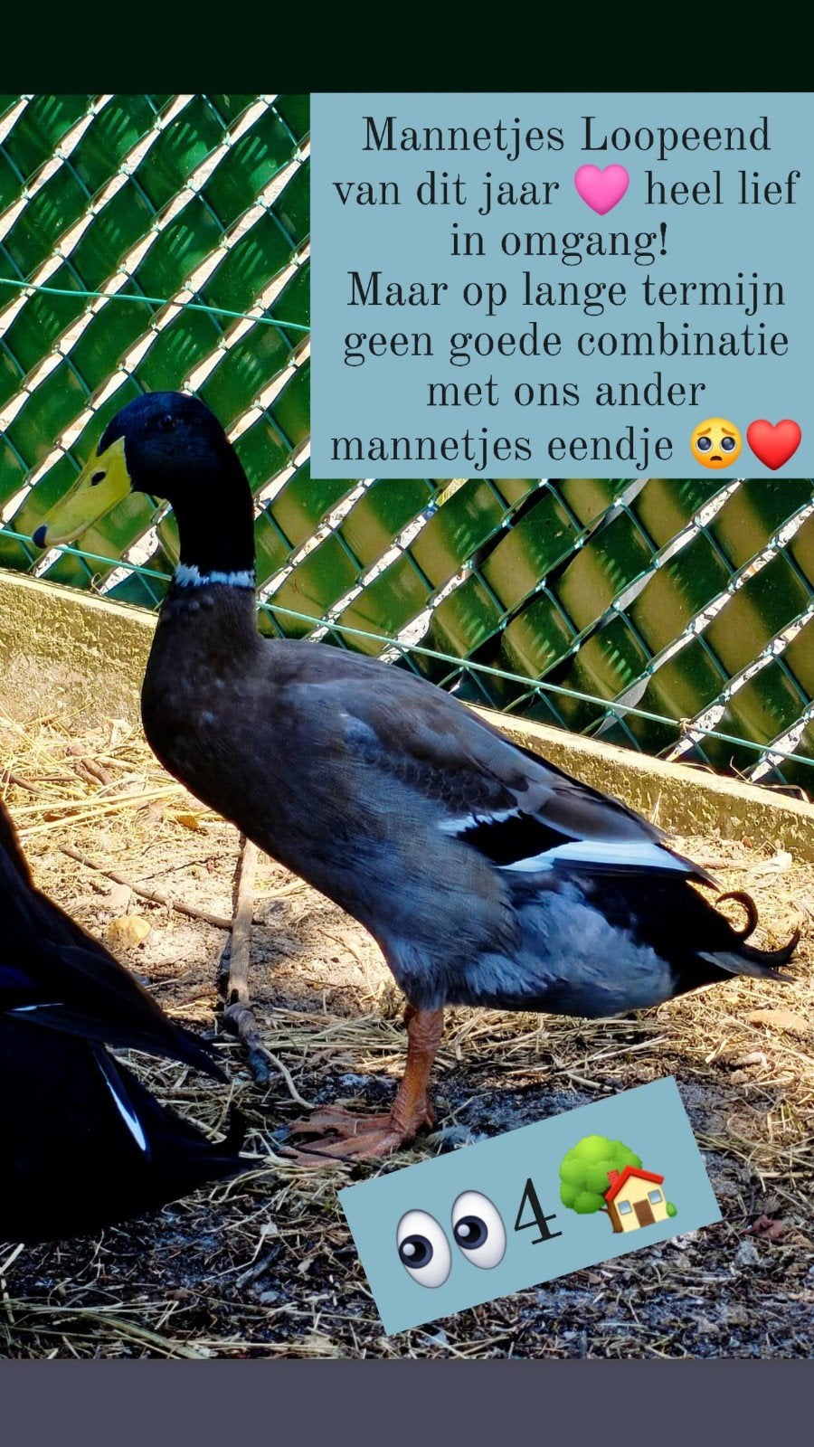 loopeend man, Mannelijk, Eend