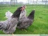 Australorp kippen. [ Witte en Blauwe hennen ], Vrouwelijk, Kip