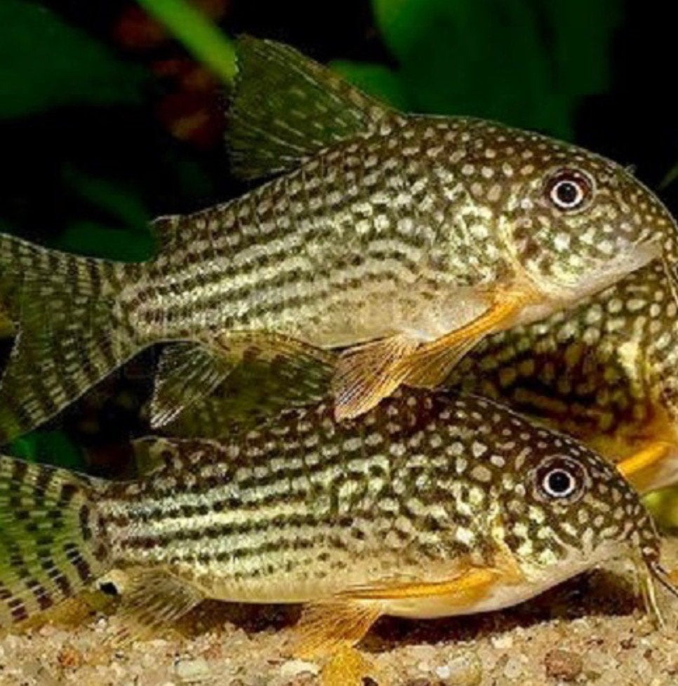 Corydoras Sterbai te koop – prachtige en gezonde bodemvissen, Dieren en Toebehoren, Vissen | Aquariumvissen, Vis, Zoetwatervis