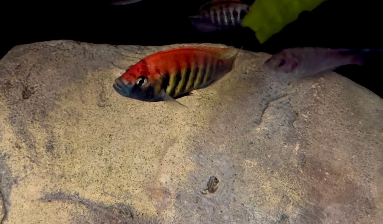 Pundamilia Nyererei ( victoria cichlide ), Vis