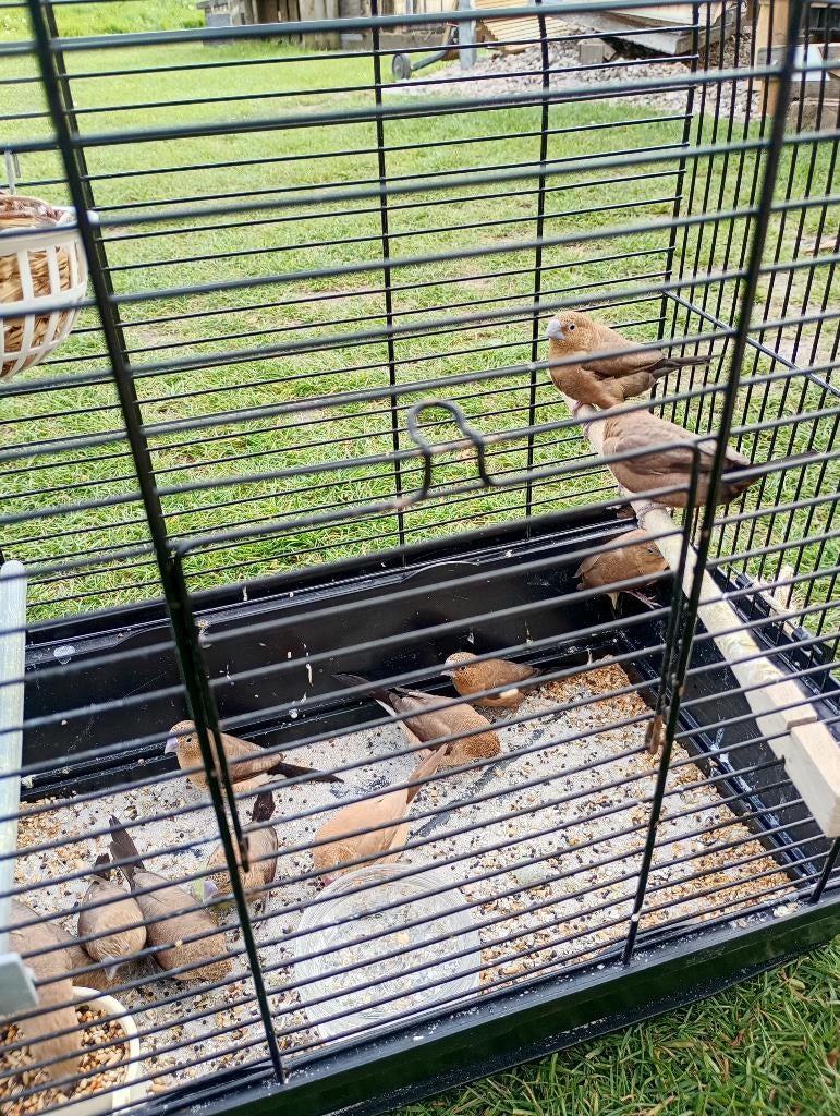 Zilverbekjes, Meerdere dieren, Tropenvogel