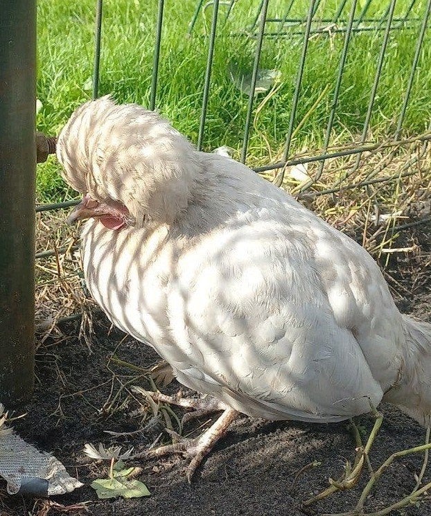 jonge witte kuifhoen hennetje, Dieren en Toebehoren