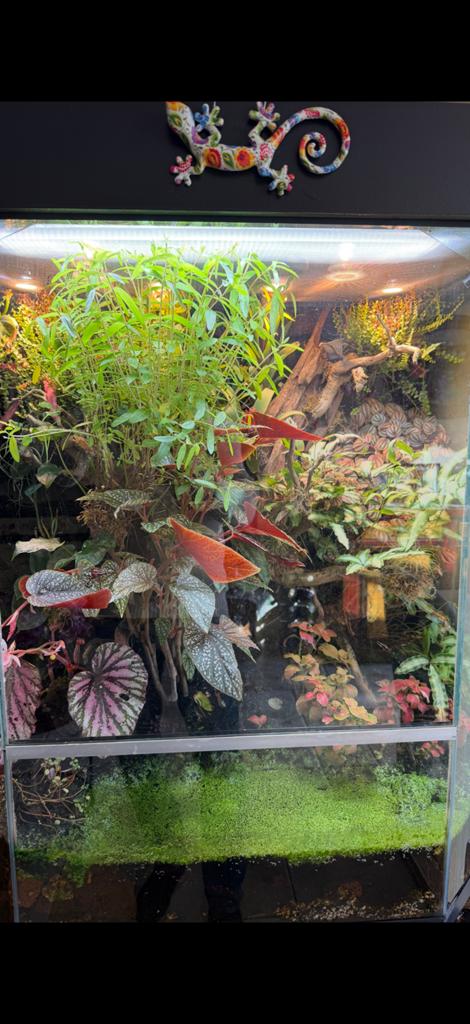 Paludariums, Dieren en Toebehoren, Ophalen, Gebruikt