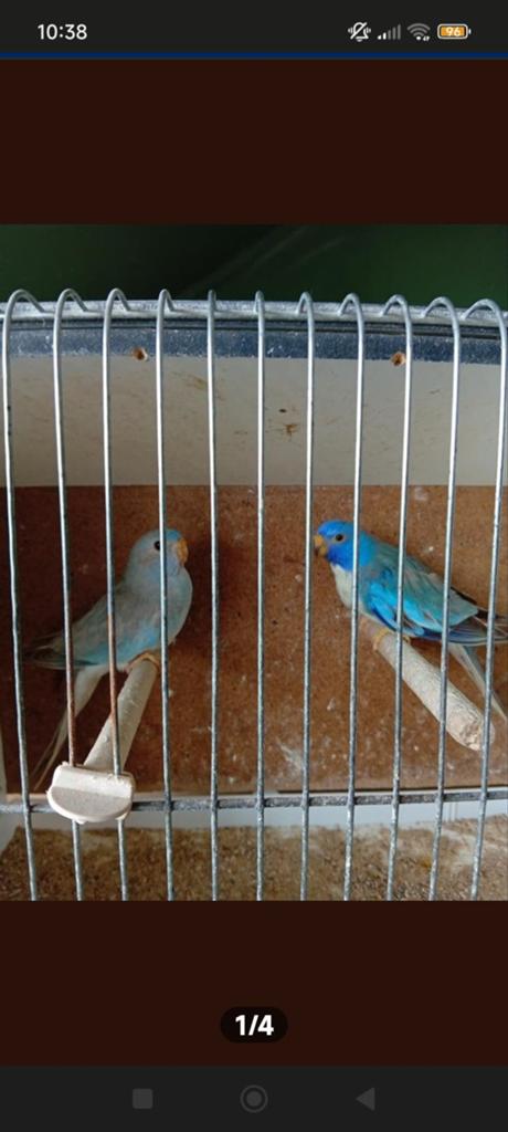 Koppel Splendid cinnamon blauw, Dieren en Toebehoren, Vogels | Parkieten en Papegaaien, Meerdere dieren, Parkiet, Geringd