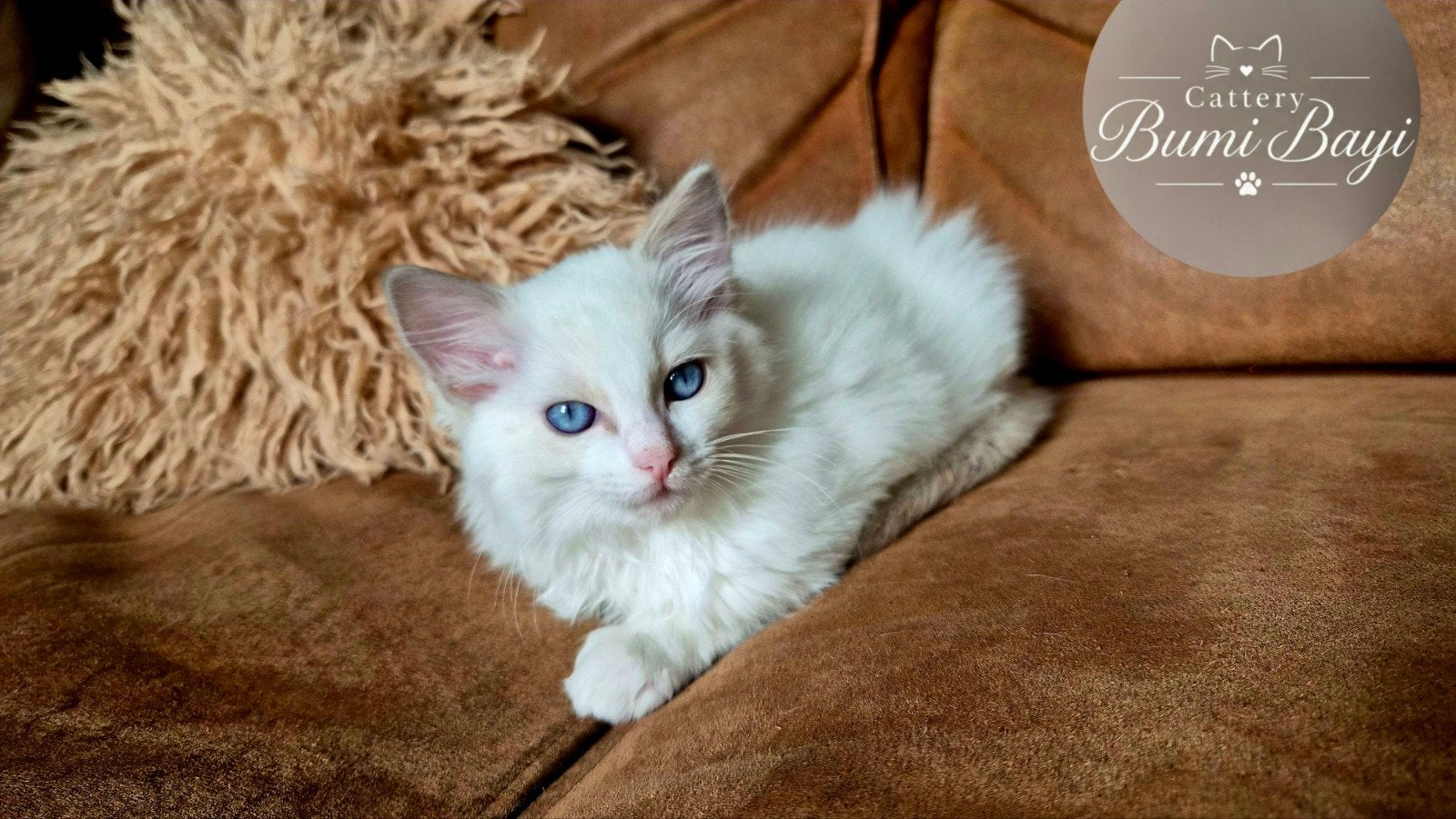 Lieve Ragdoll kittens met stamboom, Kater, Met stamboom, 0 tot 2 jaar