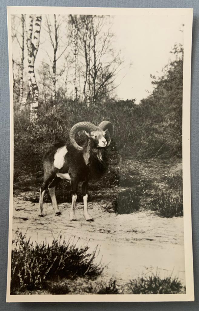 Moeflon-Ram Hoge Veluwe Hoenderloo, Verzenden, Voor 1920, Ongelopen, Gelderland