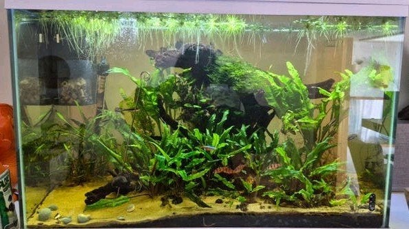 Aquarium, Ophalen, Gebruikt, Gevuld zoetwateraquarium, Superfish