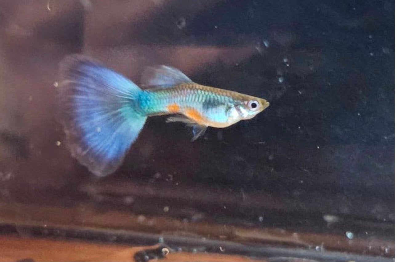 Singa blue tail guppen, Vis