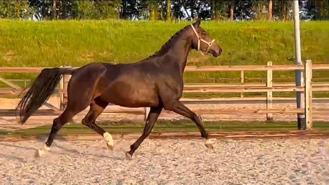 Mooie 3 jarige merrie, Dieren en Toebehoren, Paarden, Merrie, Dressuurpaard, 3 tot 6 jaar