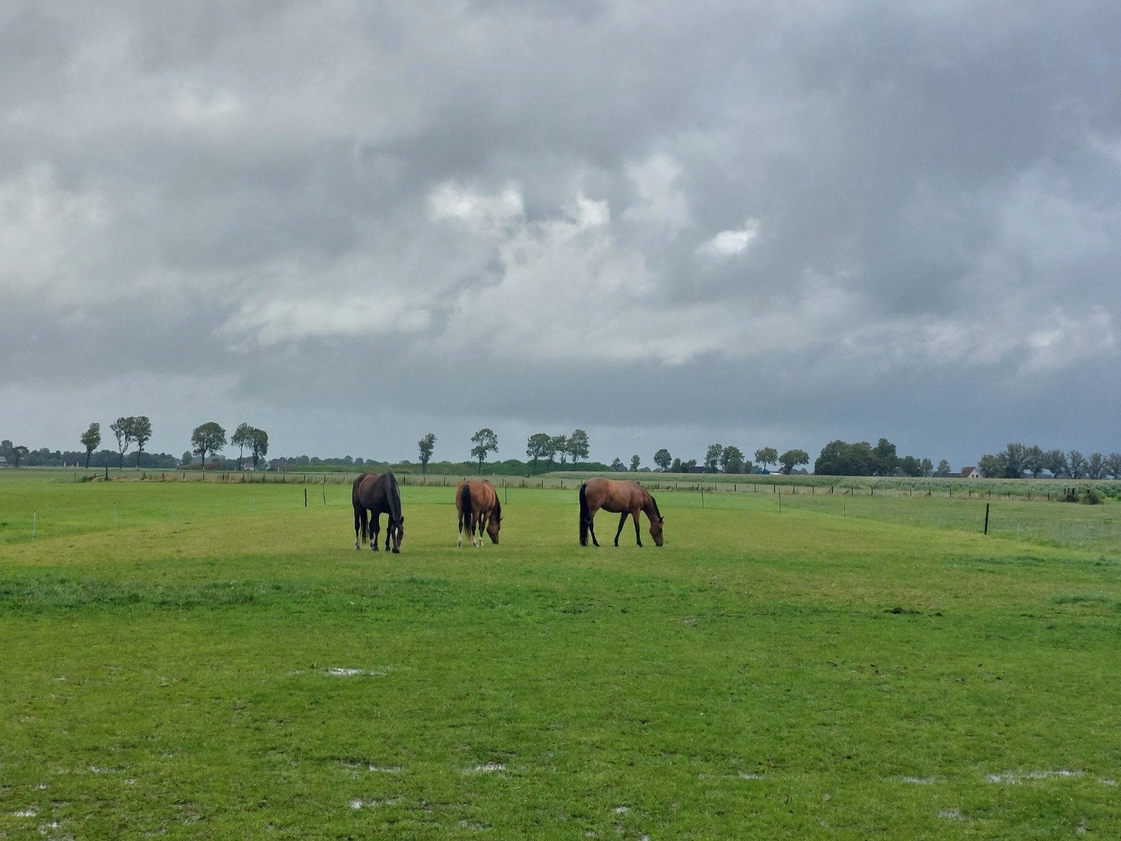 Stalling aangeboden Spanbroek, Stalling, 2 of 3 paarden of pony's