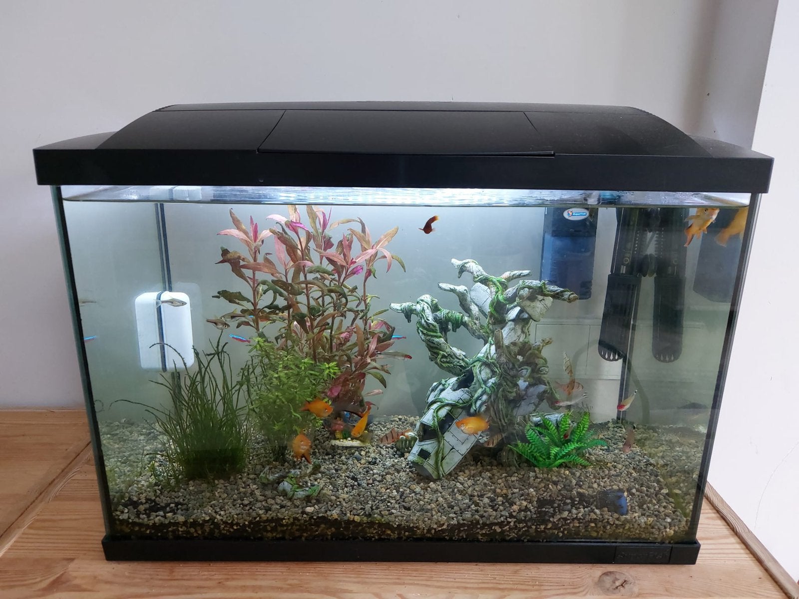 Aquarium 70 liter, Dieren en Toebehoren, Vissen | Aquaria en Toebehoren, Ophalen, Zo goed als nieuw, Gevuld zoetwateraquarium