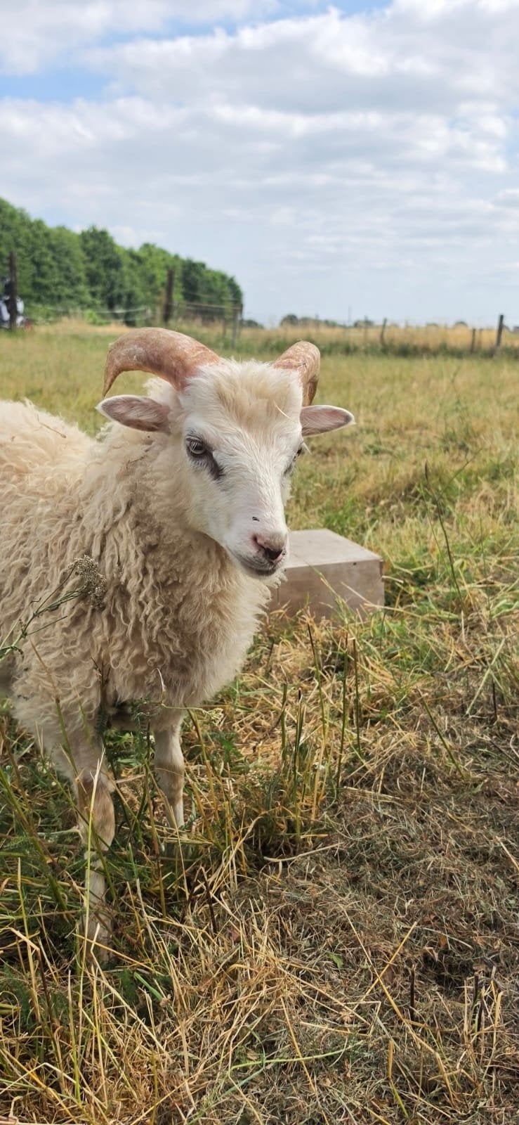 Skudde-ram
