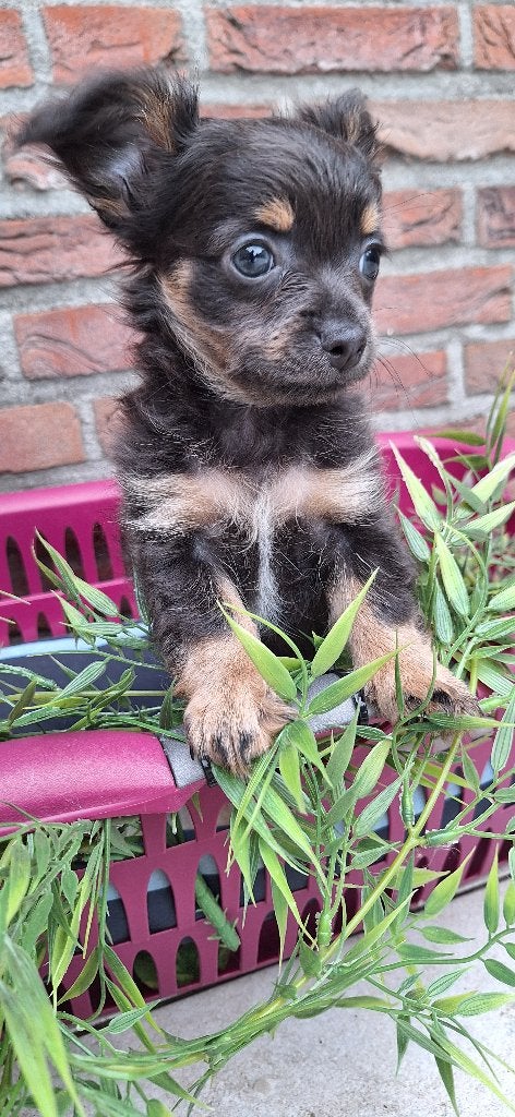 Te Koop prachtige Chihuahua Pups!, Dieren en Toebehoren, 8 tot 15 weken, Meerdere, Meerdere dieren, Chihuahua