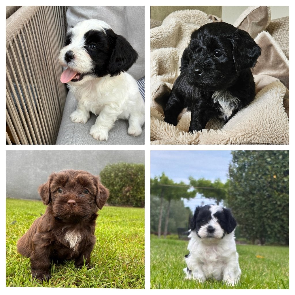Mini Labradoodle x Boomer pups, Parvo, Overige rassen, 8 tot 15 weken, Geslacht onbekend