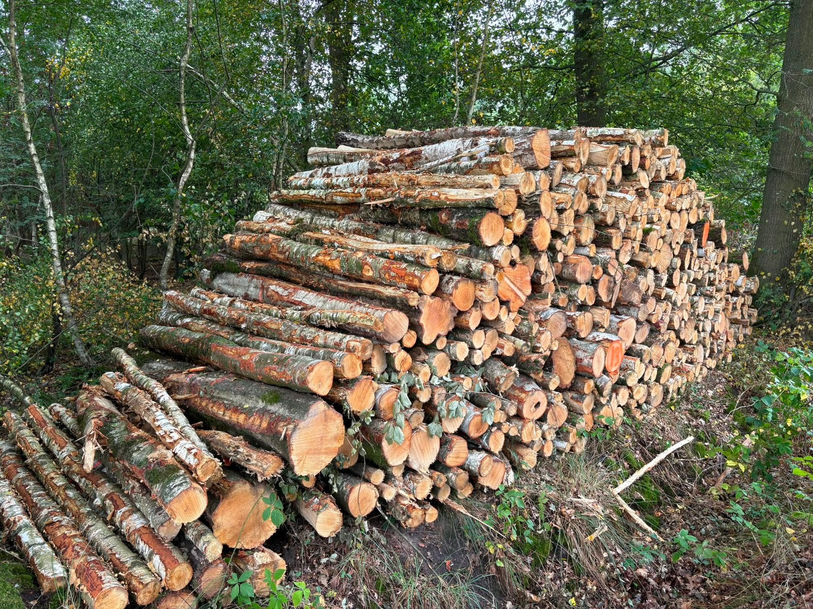 Mooie vracht rondhout, berk, mooi fris hout., 6 m³ of meer, Ophalen of Verzenden