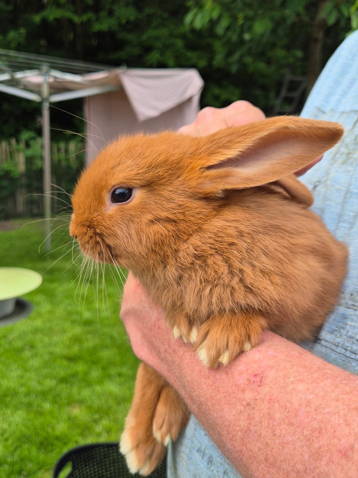 Rode Nieuw Zeelander konijnen, 10 weken oud, Meerdere dieren, Middelgroot