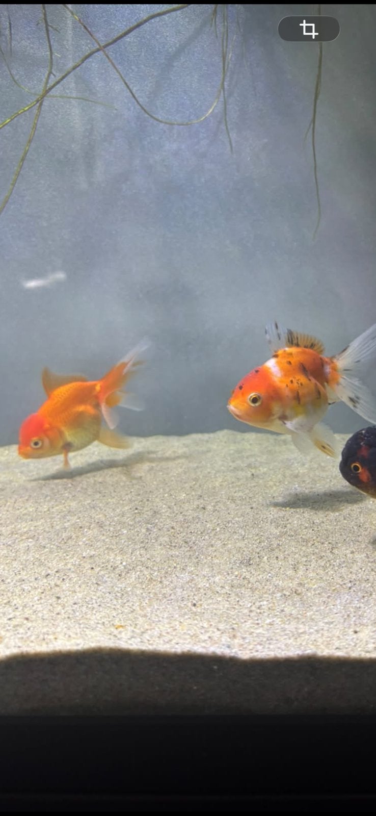 Leeuwenkop goudvissen, Dieren en Toebehoren, Vis, Zoetwatervis