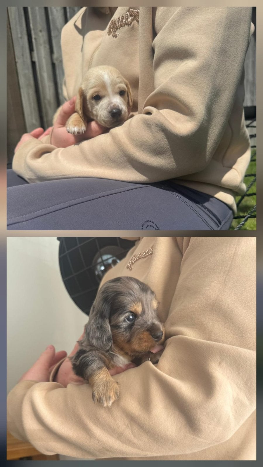 Zeer sociale dwergteckel pups, Parvo, 8 tot 15 weken, Dwerg, Langhaar