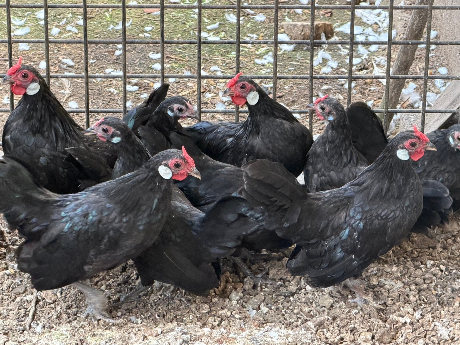 Java krielen 4,5 mnd oud per koppel, Dieren en Toebehoren