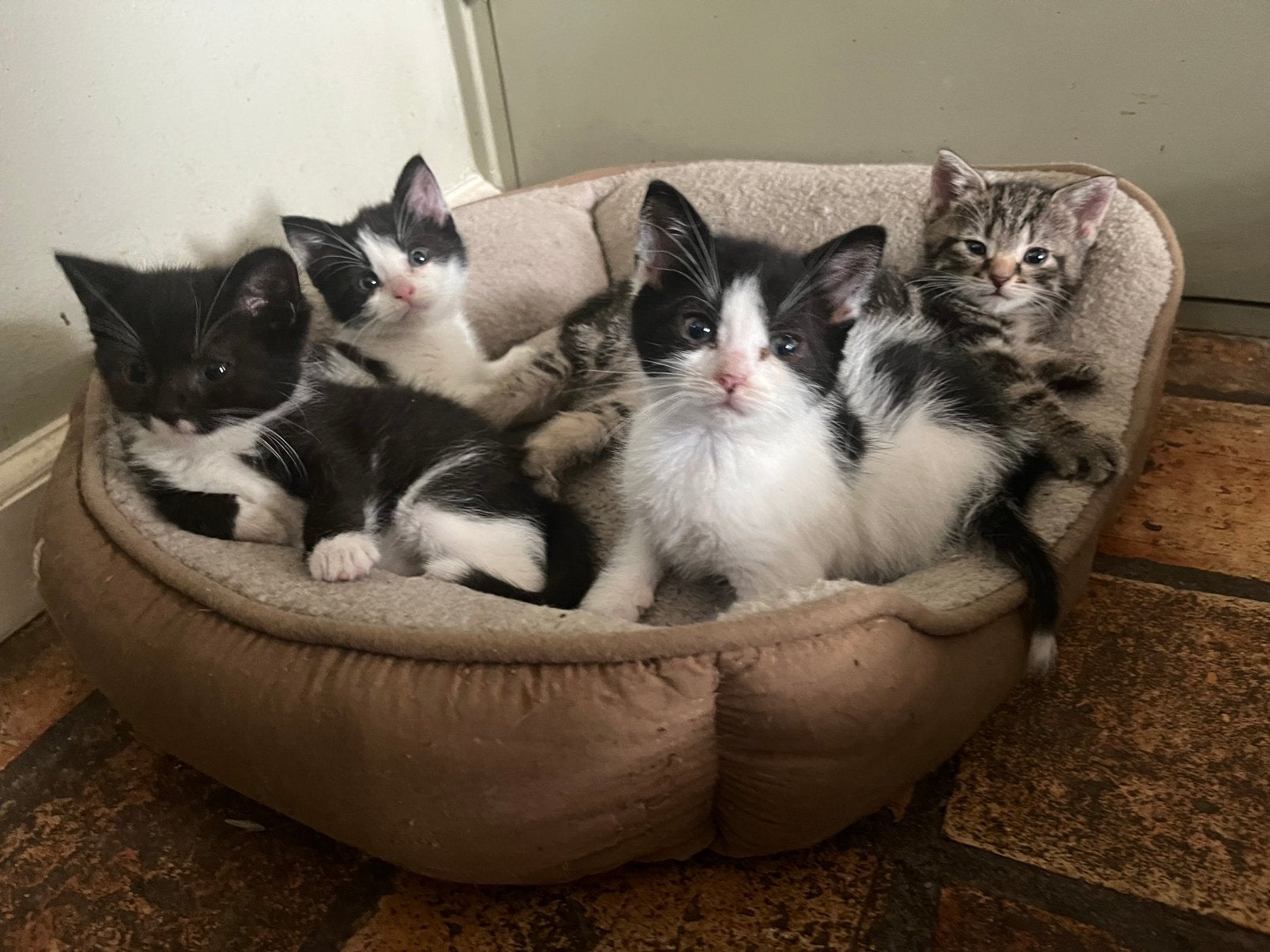 Lieve speelse tijger katje zwart wit kittens cow kittens, Meerdere dieren