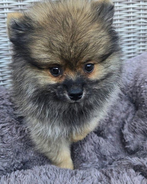 pomeriaan pup, Dieren en Toebehoren, Particulier, 15 weken tot 1 jaar, Reu, Buitenland