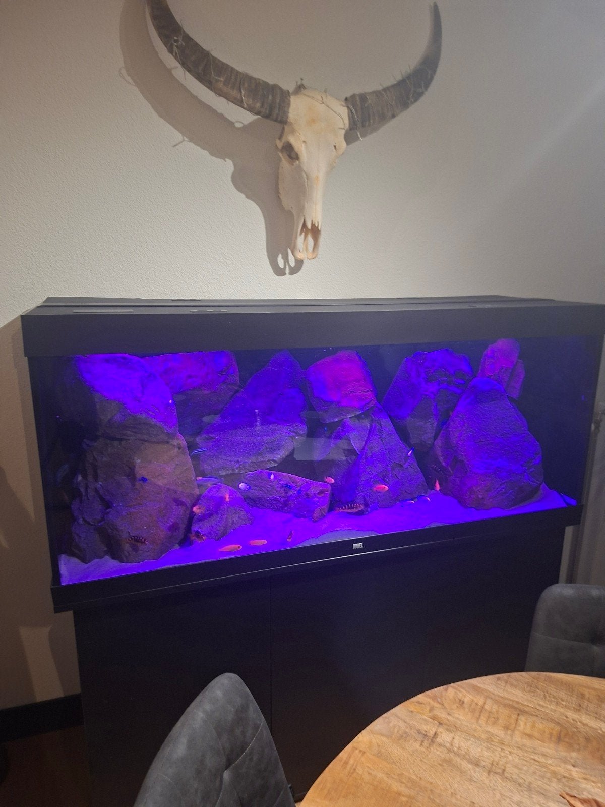 juwel rio 450 helemaal compleet, Dieren en Toebehoren, Ophalen of Verzenden, Juwel, Inclusief toebehoren, Gevuld zoetwateraquarium