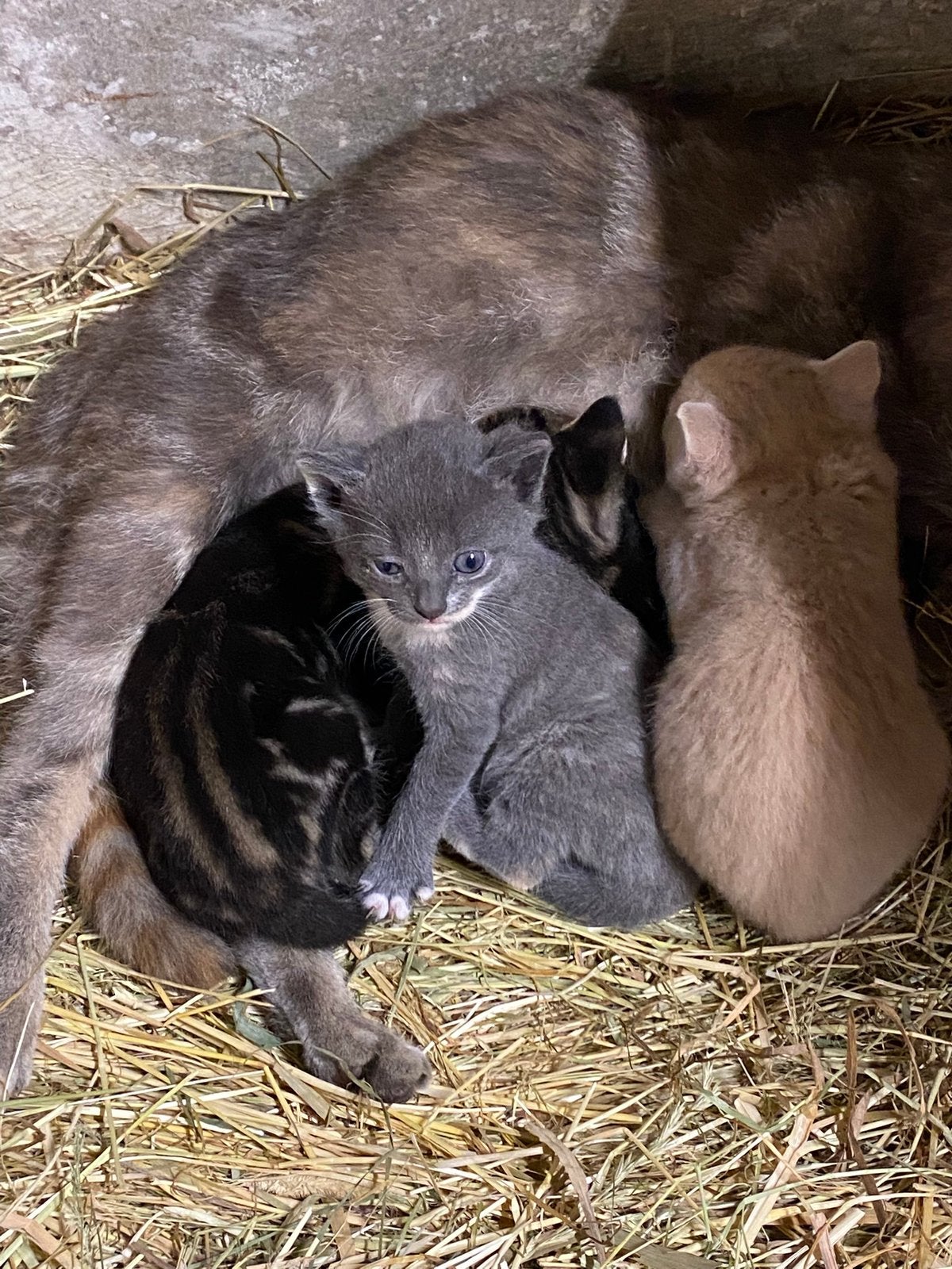 Prachtige blauw-wit-creme kitten en donker tijger kitten, Meerdere dieren
