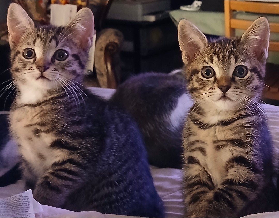 2 cyperse poesjes & 1 zwart katertje, Meerdere dieren, 0 tot 2 jaar