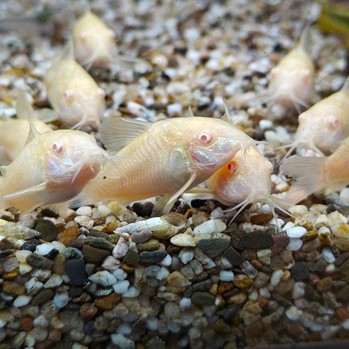 Corydoras aeneus, Dieren en Toebehoren, Vis