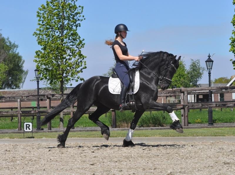 friese merrie 5 jaar, Merrie, Met stamboom, Dressuurpaard, Zadelmak