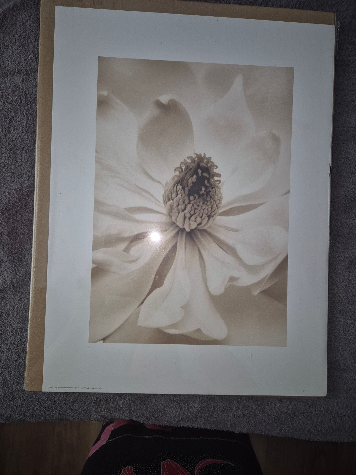 2 stuks IKEA BILD Magnolia Bloesem Fotoprint 30x40 cm, Minder dan 50 cm, Gebruikt, Ophalen of Verzenden, Foto of Poster