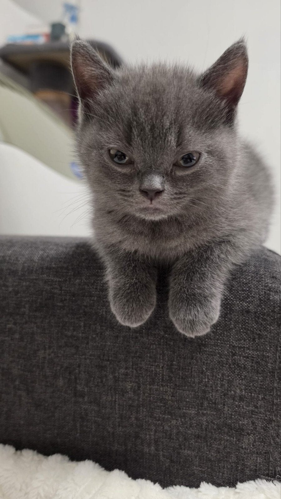 Britse korthaar kittens, Dieren en Toebehoren, Katten en Kittens | Raskatten | Korthaar, Kater