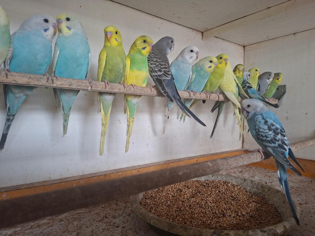jonge grasparkieten, Dieren en Toebehoren, Vogels | Parkieten en Papegaaien, Meerdere dieren, Parkiet, Tam