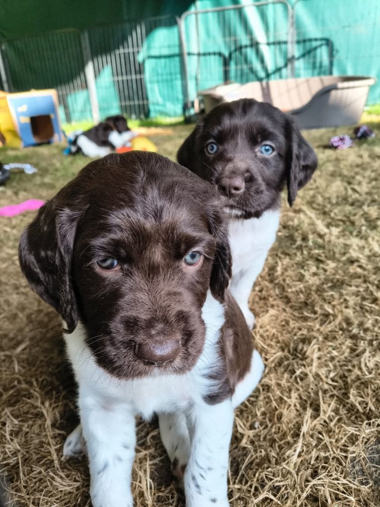 Te koop Heidewachtel pups met stamboom, Parvo, 8 tot 15 weken, Meerdere, Nederland