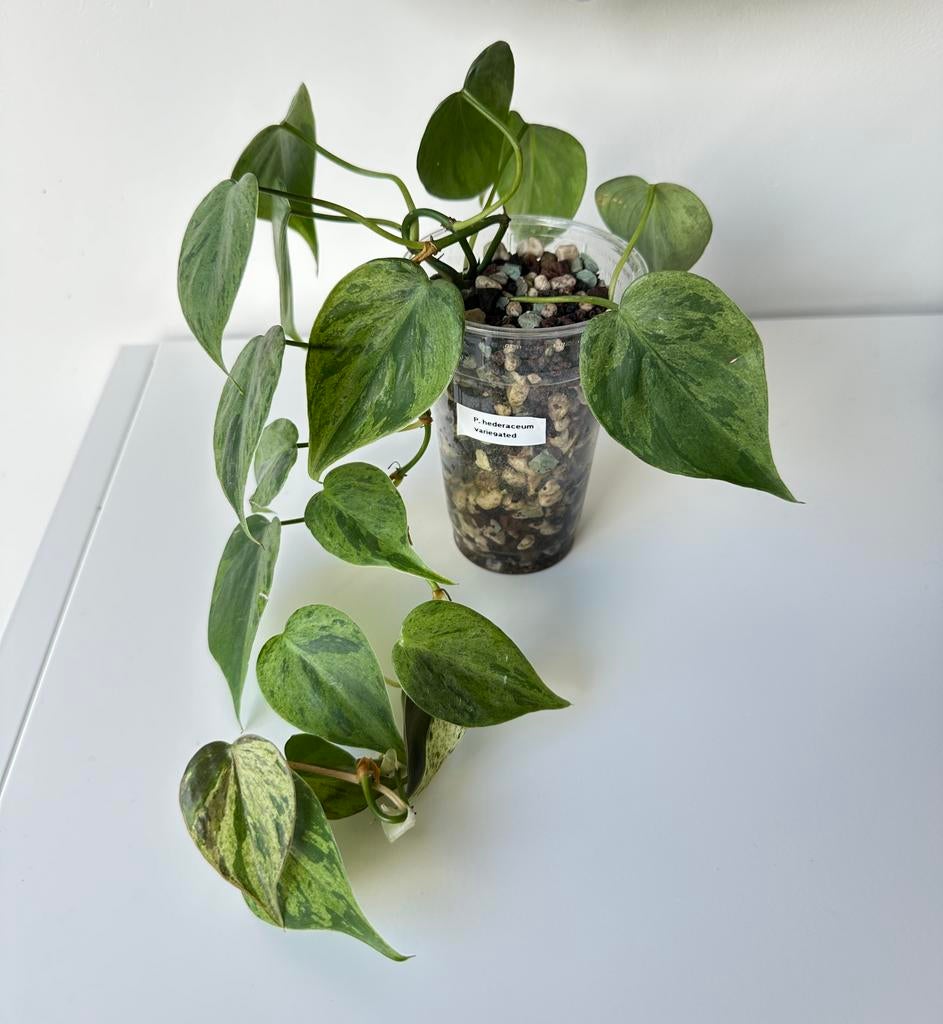 Philodendron hederaceum oxycardium variagated variegata, Huis en Inrichting, Kamerplanten, Ophalen of Verzenden, Halfschaduw, Minder dan 100 cm