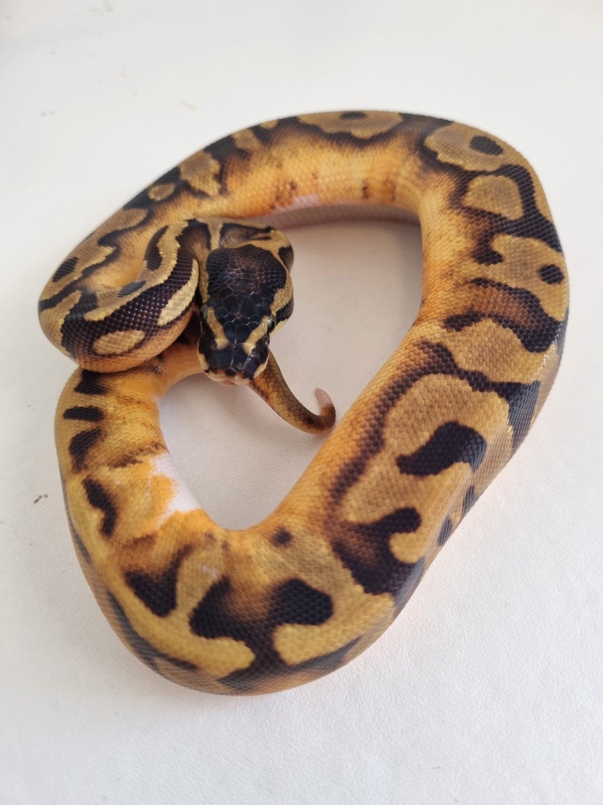 0.1 enchi low white piebald koningspython Ball Python photo 2