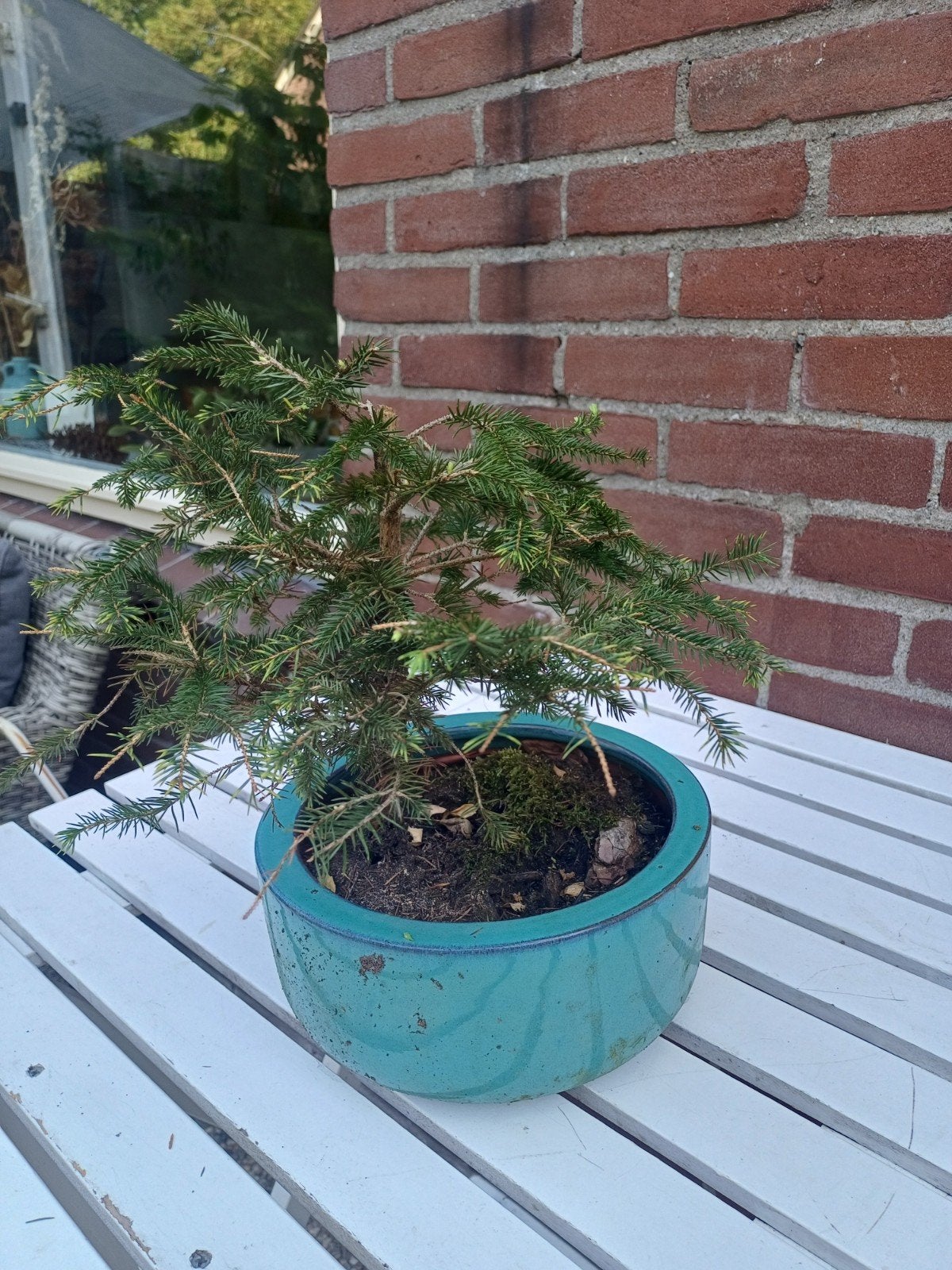 Noorse Spar (Picea abies) - Compacte Bonsai, Volle zon, Vaste plant, Bloeit niet, Ophalen