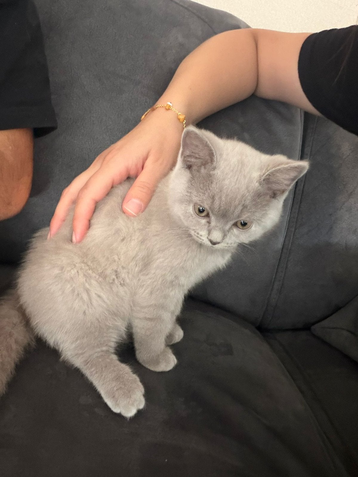 Britse Korthaar kitten - Lilac, Kater, Kortharig, 0 tot 2 jaar