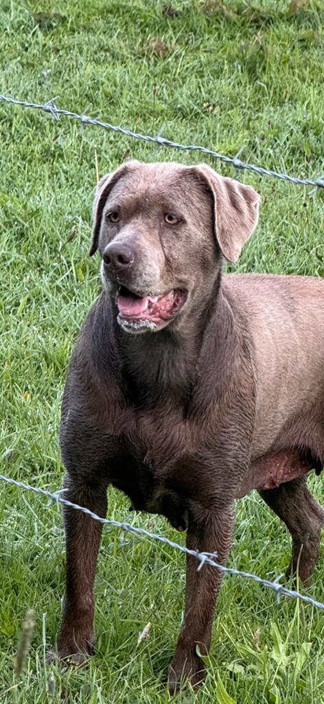 Zilveren labrador Charlie, Dieren en Toebehoren, Honden | Retrievers, Spaniëls en Waterhonden, 6 jaar of ouder, Parvo, Teef, Labrador retriever