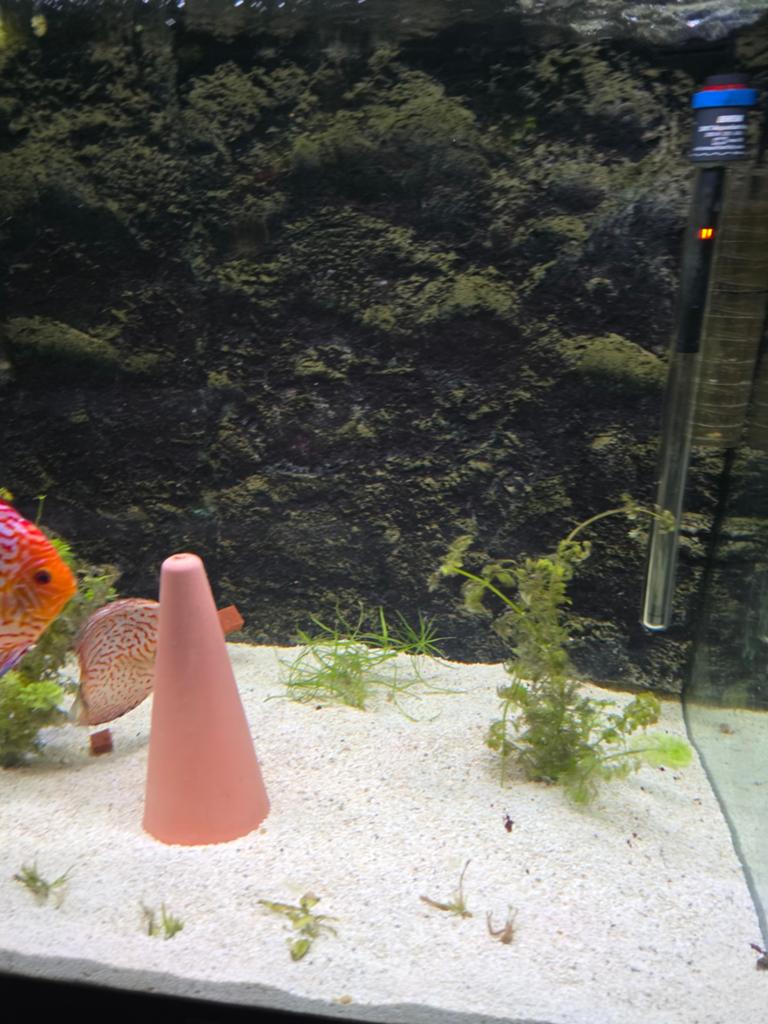 Discus koppel met aquarium juwel lido 200, Dieren en Toebehoren, Ophalen, Inclusief vissen, Juwel, Gevuld zoetwateraquarium