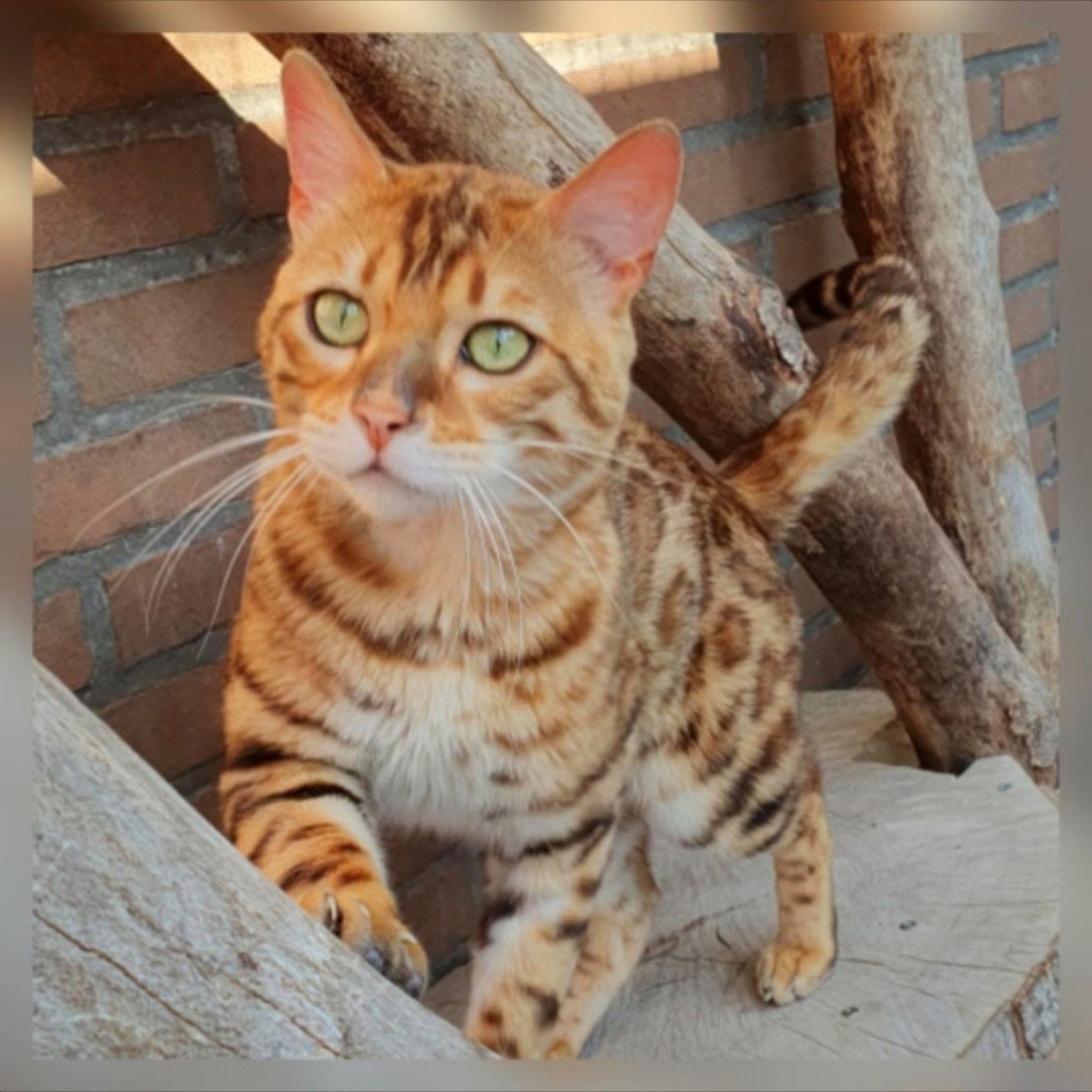 bengaal dekkater met stamboom inc alle testen, Kater, Met stamboom, 3 tot 5 jaar