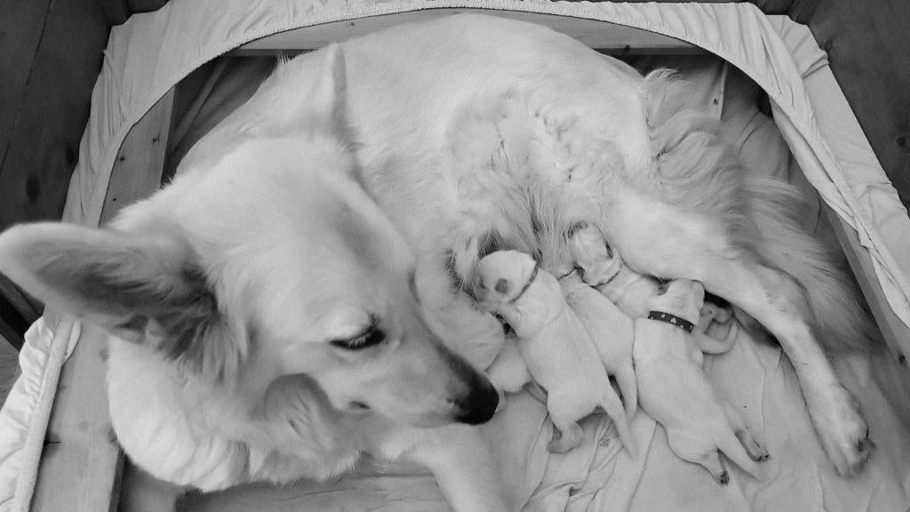 Zwitserse Witte Herderpups, Dieren en Toebehoren, Honden | Herdershonden en Veedrijvers, Parvo, 8 tot 15 weken, Meerdere, Meerdere dieren