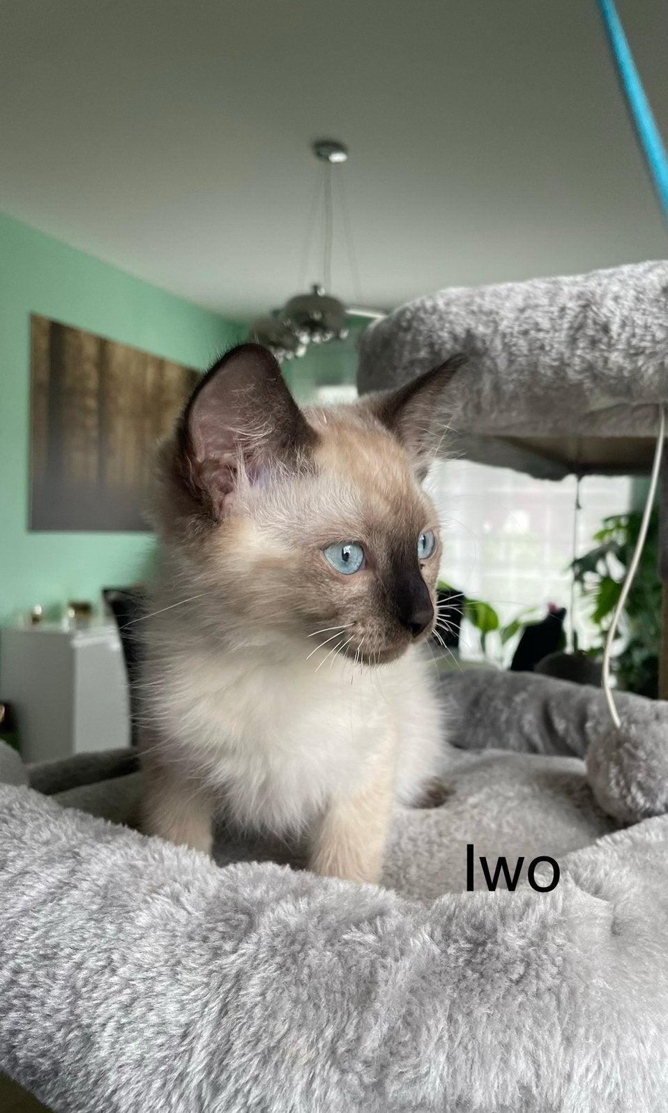 Ragdoll kittens mogen het nest verlaten, Dieren en Toebehoren, Katten en Kittens | Raskatten | Langhaar, Meerdere dieren, Met stamboom