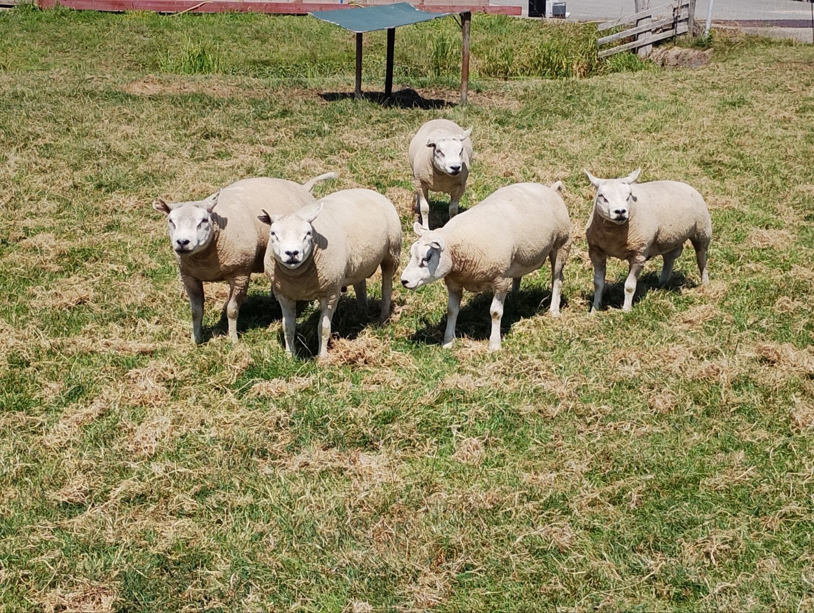 Texelaar dekrammen, Dieren en Toebehoren, Schapen, Geiten en Varkens, Mannelijk, Schaap, 0 tot 2 jaar