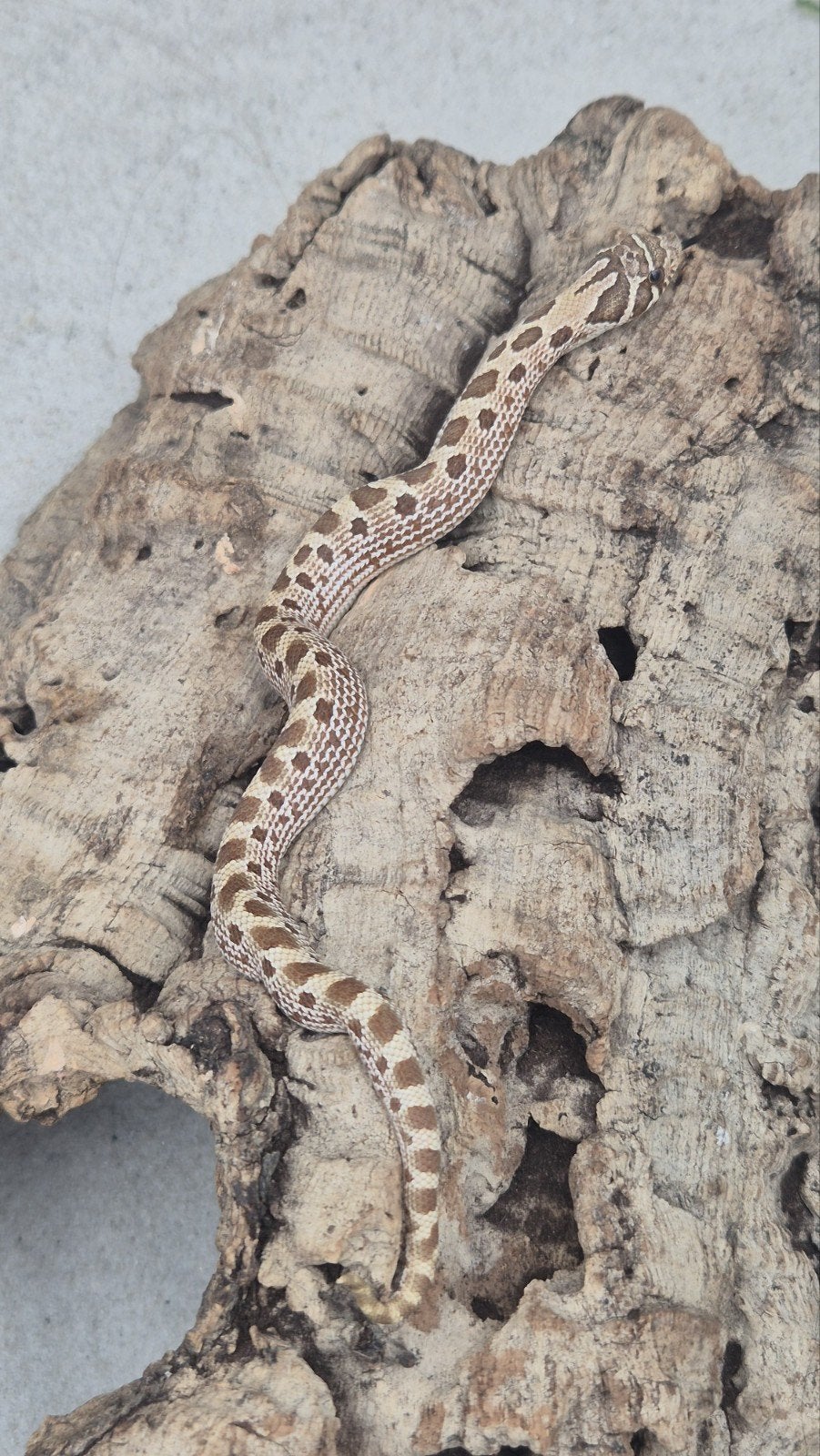 Haakneuslang 2026 het snow Hognose Snake photo 2