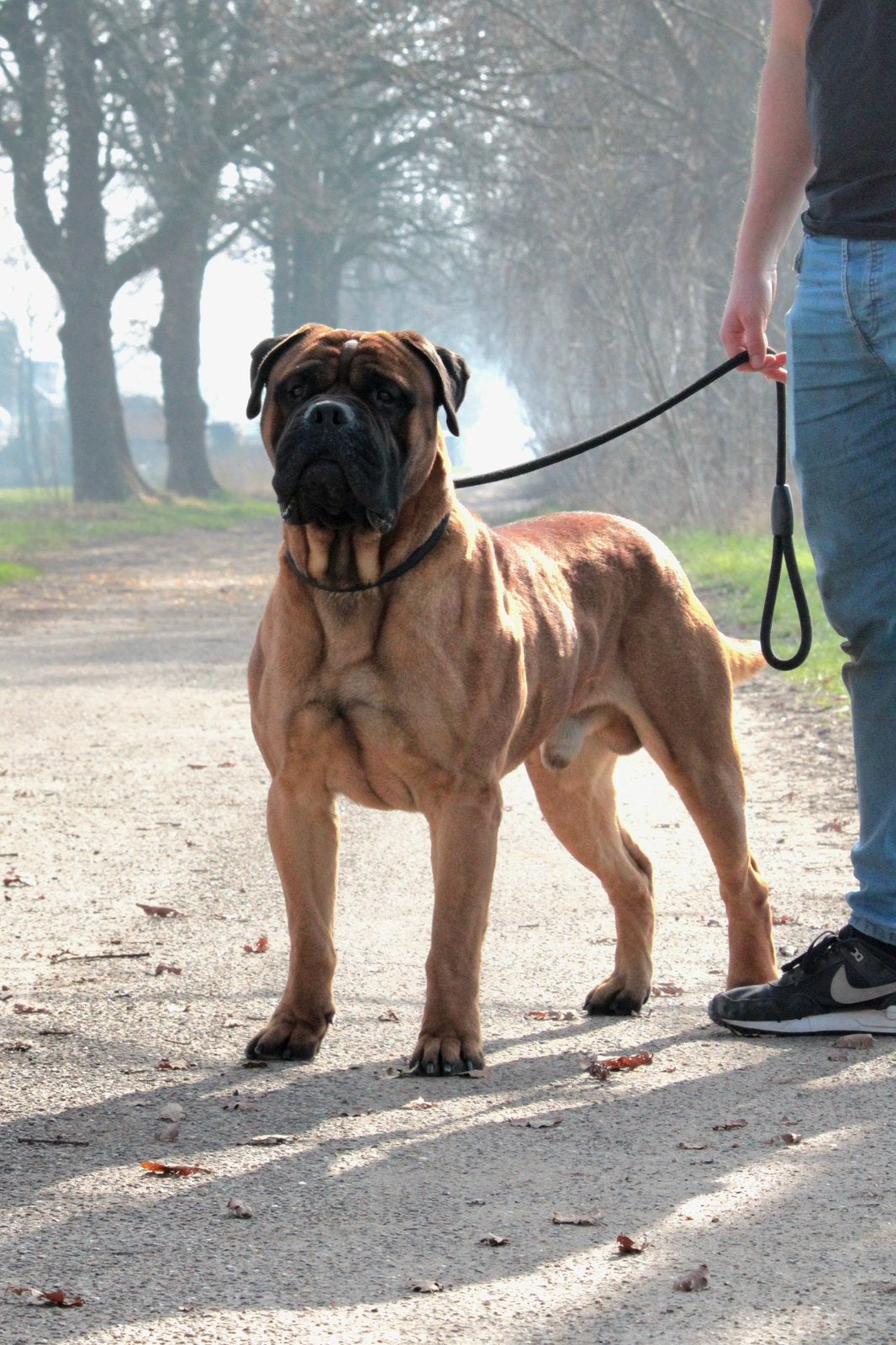 Weekend hulp/vakantiehulp, Diensten en Vakmensen, Dieren | Honden | Verzorging, Oppas en Les, Pension of Dagopvang