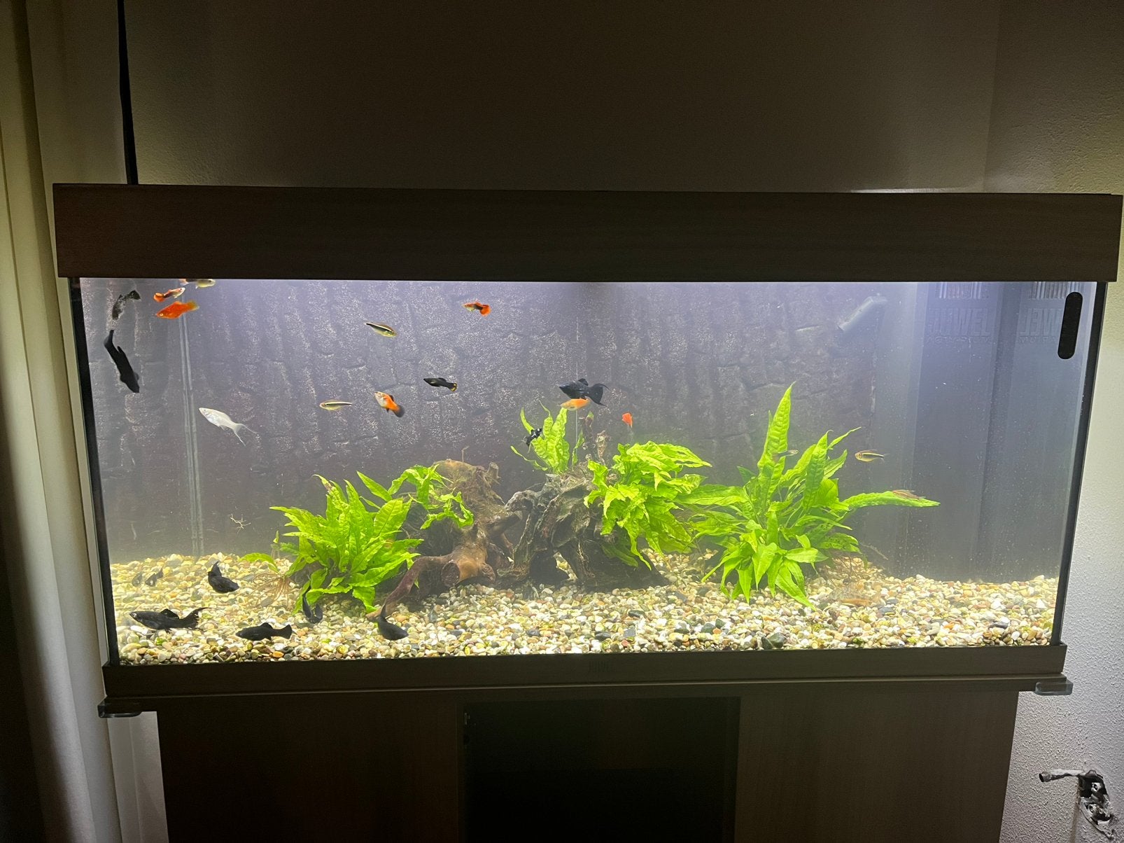 Aquarium Juwel 180L inclusief accessoires en vissen, Dieren en Toebehoren, Ophalen, Zo goed als nieuw, Gevuld zoetwateraquarium