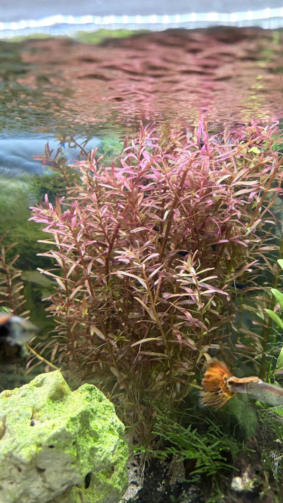 Rotala rotundifolia Blood Red, Dieren en Toebehoren, Vissen | Aquariumvissen, Overige typen