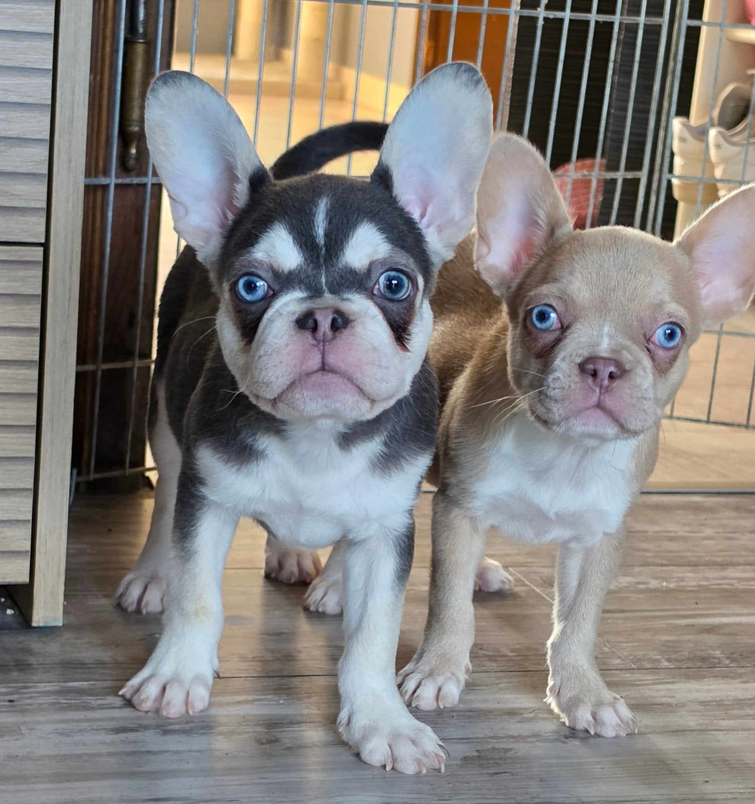 franse bulldog puppys blue eyes gezond met stammboom, CDV (hondenziekte), 8 tot 15 weken, Bulldog, Meerdere